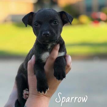 649 (2026) Sparrow -  Pit Bull Terrier and Mixed Breed Dog for Adoption in Parker, Colorado - 649 (2026) Sparrow | PetCurious