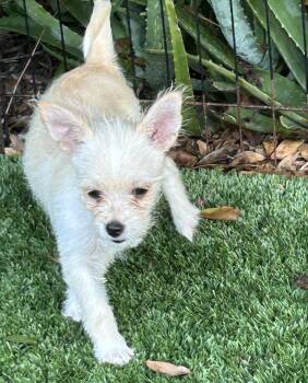 Louise -  Cairn Terrier and Chihuahua Dog for Adoption in Sarasota, Florida - Louise | PetCurious