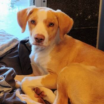 Rescue Mixed Breed Dogs for Adoption in Show Low, Arizona - Squiggy | PetCurious