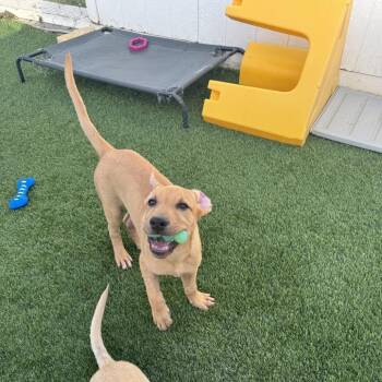 Rocket -  Labrador Retriever and German Shepherd Dog Dog for Adoption in Tacoma, Washington - Rocket | PetCurious