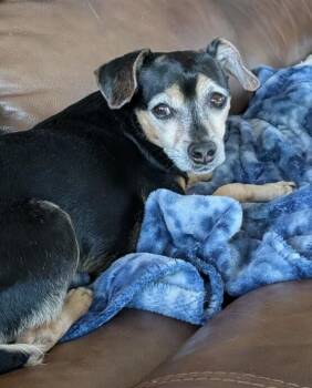 Chihuahua Dogs Available for Adoption - Louie | PetCurious