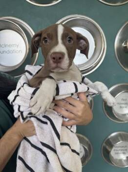 Panko -  Terrier and Mixed Breed Dog for Adoption in Honolulu, Hawaii - Panko | PetCurious