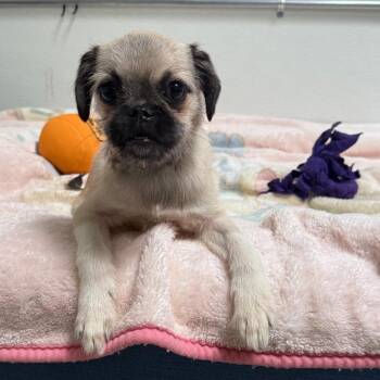 Brussels Griffon and Pug Dogs Available for Adoption - Lillith | PetCurious