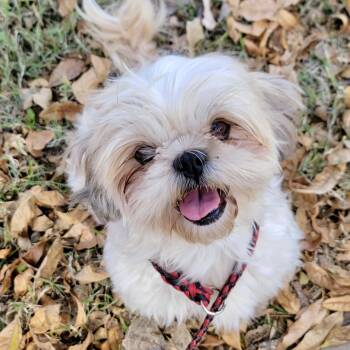 Rescue Shih Tzu Dogs for Adoption in Broken Arrow, Oklahoma - Stella Elise | PetCurious