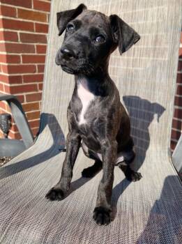 Montana -  Miniature Pinscher Dog for Adoption in Grand Rapids, Michigan - Montana | PetCurious