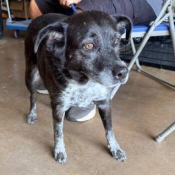 Sipka -  Mixed Breed Dog for Adoption in Denison, Texas - Sipka | PetCurious