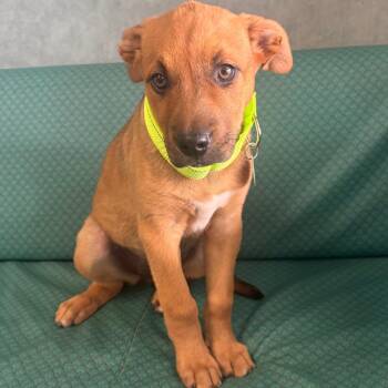 Lulu -  Labrador Retriever Dog for Adoption in Lenexa, Kansas - Lulu | PetCurious