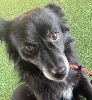 Pomeranian Dogs Available for Adoption - *KATYDID | PetCurious