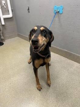 Doberman Pinscher Dogs Available for Adoption in Las Vegas, Nevada - A1419116 | PetCurious