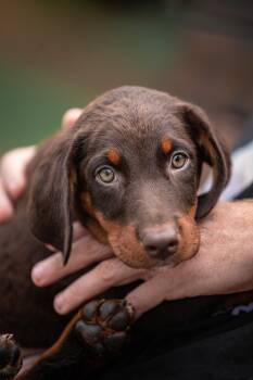 Janis -  Doberman Pinscher Dog for Adoption in Chester Springs, Pennsylvania - Janis | PetCurious