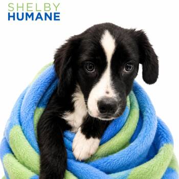 Little One -  Mixed Breed Dog for Adoption in Columbiana, Alabama - Little One | PetCurious