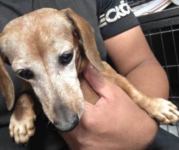 Dina -  Dachshund Dog for Adoption in Pahrump, Nevada - Dina | PetCurious