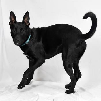 Miso -  German Shepherd Dog Dog for Adoption in Defuniak Springs, Florida - Miso | PetCurious