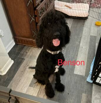 Benson -  Standard Poodle and Sheepadoodle Dog for Adoption in Maitland, Florida - Benson | PetCurious