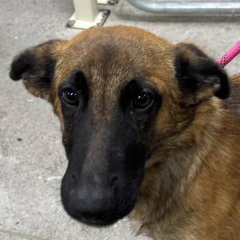 Jennie -  Mixed Breed Dog for Adoption in Las Cruces, New Mexico - Jennie | PetCurious