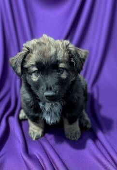 German Shepherd Dog Dogs Available for Adoption - Kili | PetCurious