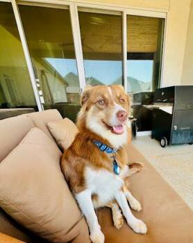 Fudgey -  Australian Shepherd Dog for Adoption in Winter Park, Colorado - Fudgey | PetCurious