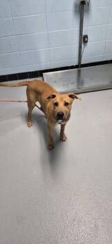 Pen 185 Paco -  Labrador Retriever Dog for Adoption in Lawrenceville, Georgia - Pen 185 Paco | PetCurious