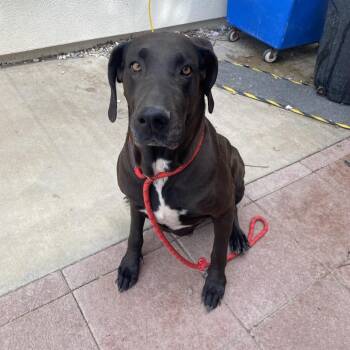 Doberman Pinscher and Great Dane Dogs Available for Adoption in Westminster, California - Panther | PetCurious