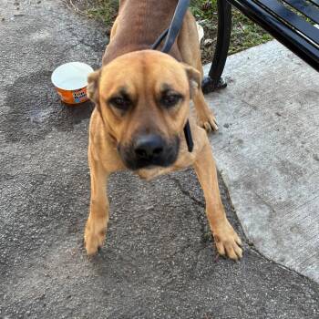 Toast -  Mixed Breed Dog for Adoption in Philadelphia, Pennsylvania - Toast | PetCurious