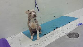 American Bulldog and Mixed Breed Dogs Available for Adoption in Houston, Texas - MIA | PetCurious