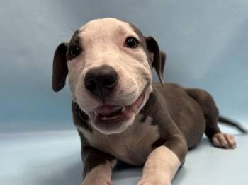 Rollo -  Terrier and Mixed Breed Dog for Adoption in Golden Valley, Minnesota - Rollo | PetCurious