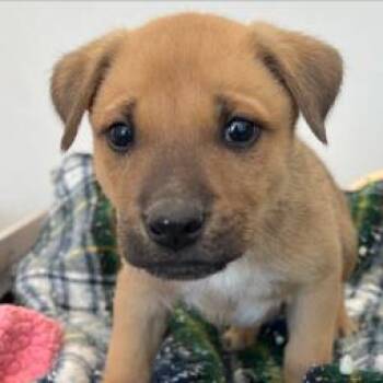 Peanut -  Shepherd Dog for Adoption in Idaho Falls, Idaho - Peanut | PetCurious