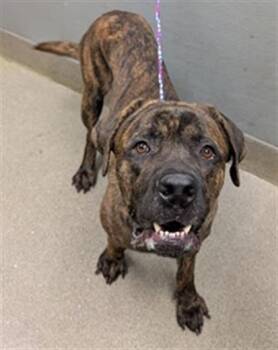 Cane Corso and Mixed Breed Dogs Available for Adoption in Las Vegas, Nevada - BEAR | PetCurious