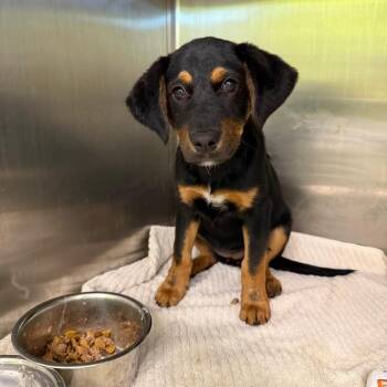 Rottweiler Dogs Available for Adoption in Austin, Texas - Meranda | PetCurious