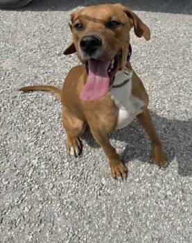 Hound Dogs Available for Adoption in Evansville, Indiana - Rhett | PetCurious