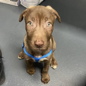 Mixed Breed Dogs Available for Adoption in Allentown, Pennsylvania - Zen | PetCurious