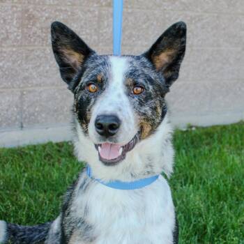 Ozzy -  Australian Cattle Dog Blue Heeler and Australian Shepherd Dog for Adoption in Great Falls, Montana - Ozzy | PetCurious