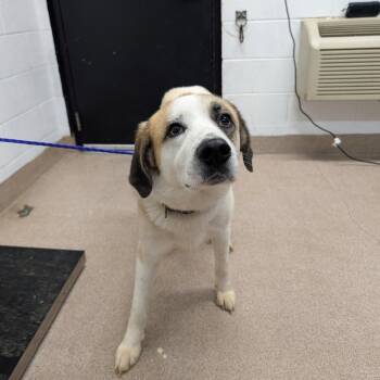 Great Pyrenees and Mixed Breed Dogs Available for Adoption in Ardmore, Oklahoma - Keanu Reeves | PetCurious