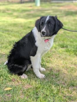 Border Collie and Mixed Breed Dogs Available for Adoption - Nolan | PetCurious