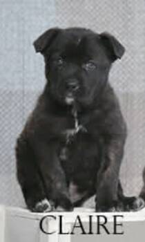 Rescue Dutch Shepherd and Labrador Retriever Dogs for Adoption in Valparaiso, Indiana - Claire | PetCurious