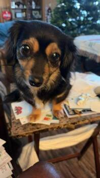 Chihuahua Dogs Available for Adoption - Dolly In LA | PetCurious