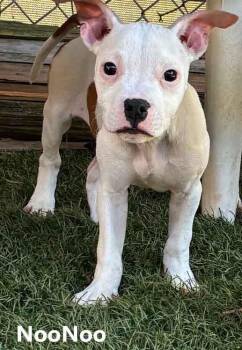 American Bulldog and Boxer Dogs Available for Adoption in Washington, Georgia - NooNoo | PetCurious