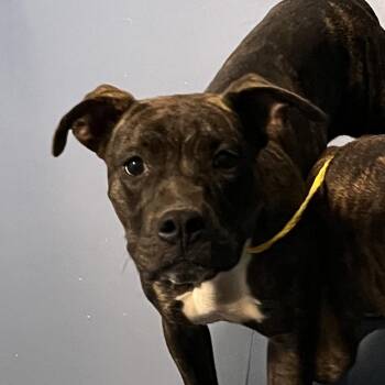 Jane doe -  Pit Bull Terrier and Mixed Breed Dog for Adoption in Greensboro, North Carolina - Jane Doe | PetCurious