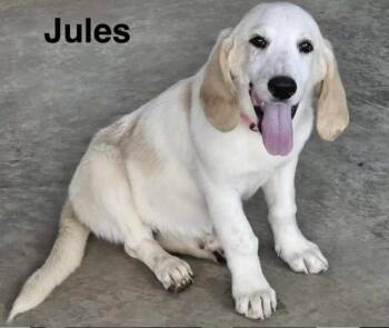 Jules -  Basset Hound and Great Pyrenees Dog for Adoption in Cedarburg, Wisconsin - Jules | PetCurious