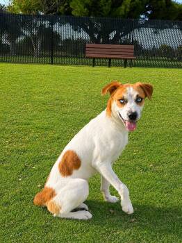 Cleo -  Australian Cattle Dog Blue Heeler and Beagle Dog for Adoption in Orange, California - Cleo | PetCurious