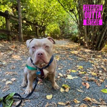 Tater -  Pit Bull Terrier Dog for Adoption in Vancouver, British Columbia - Tater | PetCurious