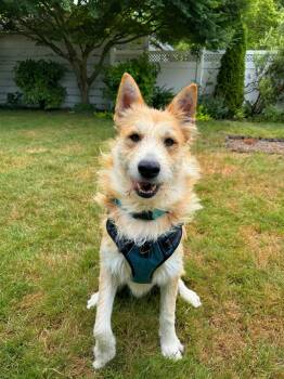 Fizzy -  Shepherd Dog for Adoption in Portland, Oregon - Fizzy | PetCurious