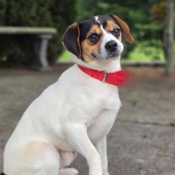 Bingo -  Beagle Dog for Adoption in Statesville, North Carolina - Bingo | PetCurious