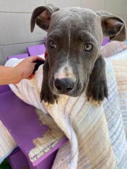 Lucy -  Fox Terrier and Pit Bull Terrier Dog for Adoption in Hobart, Indiana - Lucy | PetCurious
