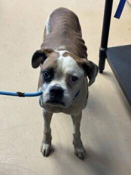 Lily Belle -  Mixed Breed Dog for Adoption in Chamblee, Georgia - Lily Belle | PetCurious