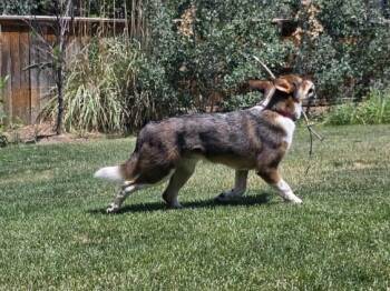 Dingo -  Australian Cattle Dog Blue Heeler Dog for Adoption in Denver, Colorado - Dingo | PetCurious
