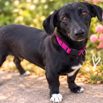 Cassie -  Dachshund Dog for Adoption in Pottsboro, Texas - Cassie | PetCurious
