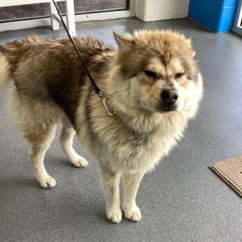 Willy -  Chow Chow and Alaskan Malamute Dog for Adoption in Montgomery, Alabama - Willy | PetCurious