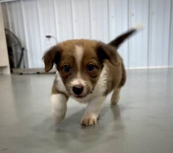 Chiweenie Dogs Available for Adoption in Kalamazoo, Michigan - Mo - In Foster | PetCurious