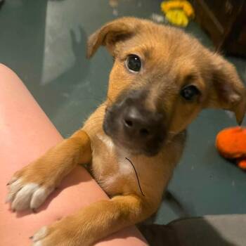 Rizzo -  Mixed Breed Dog for Adoption in Dekalb, Illinois - Rizzo | PetCurious